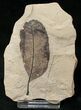 Fossil Allophylus Leaf - Green River Formation #16336-1